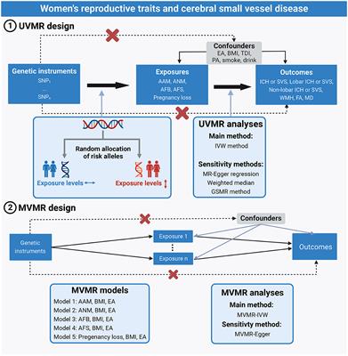 Women's reproductive traits and cerebral small-vessel disease: A two-sample Mendelian randomization study